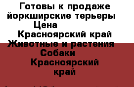 Готовы к продаже йоркширские терьеры › Цена ­ 15 000 - Красноярский край Животные и растения » Собаки   . Красноярский край